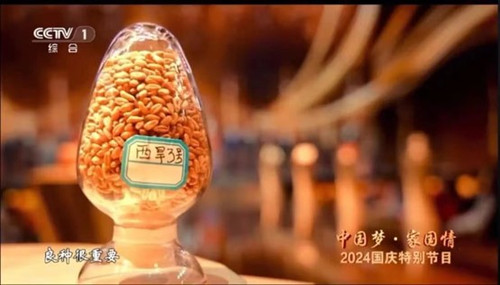 柴2.jpg