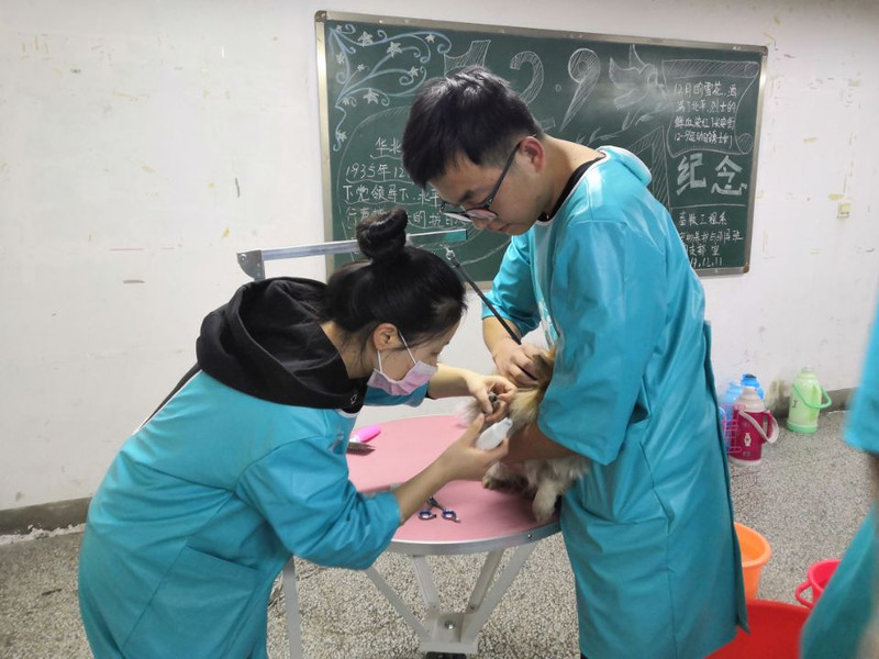 宠物美容课堂实习.jpg